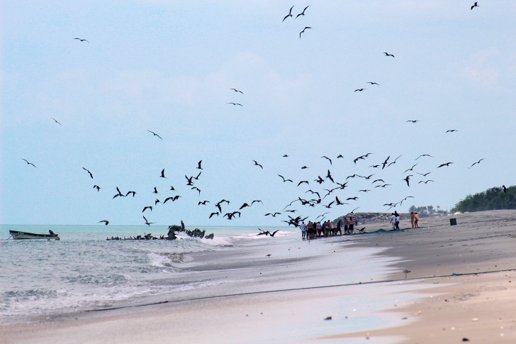 Birds on the beach