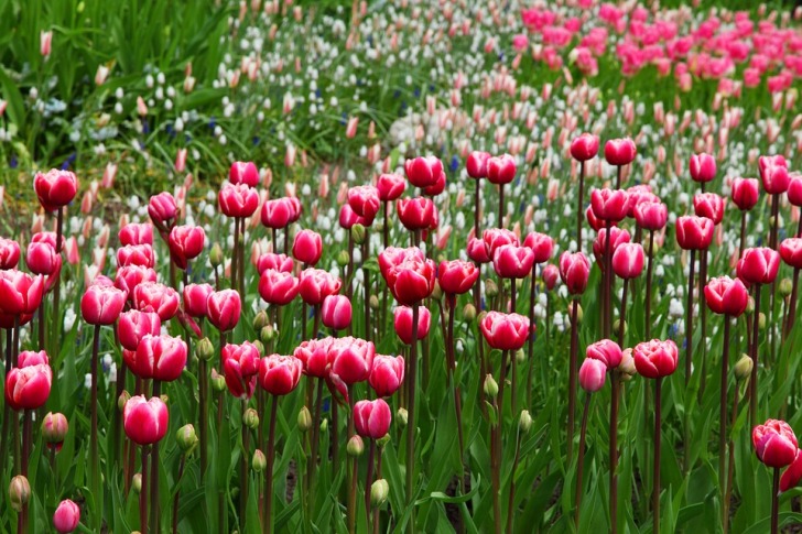 Pink and white tulips 