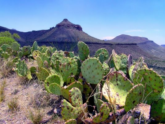 Cacti