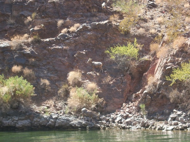 Bighorn sheep downstream of Lake Mead on Colorado River