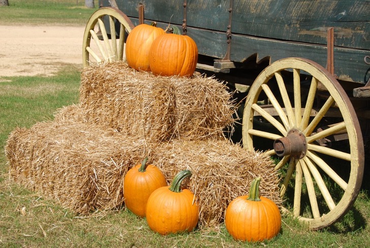 Pumpkins at the cart