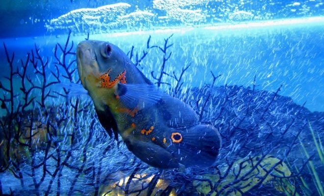 Cabrillo Marine Aquarium