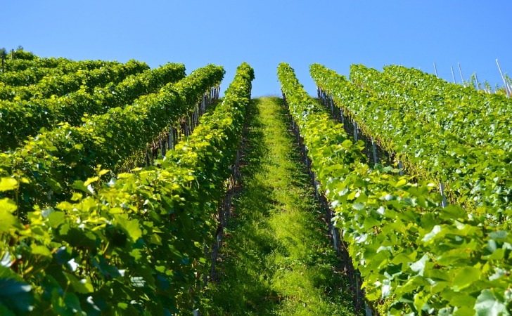 Green vineyards