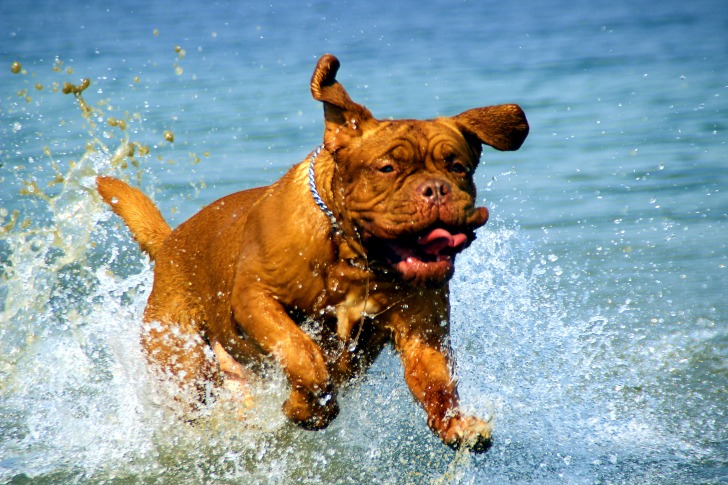 Dog splashing water
