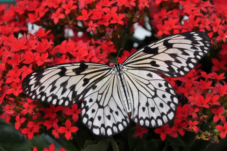 Tropical Butterfly