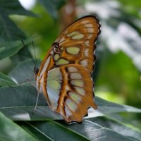 Nicaragua butterfly