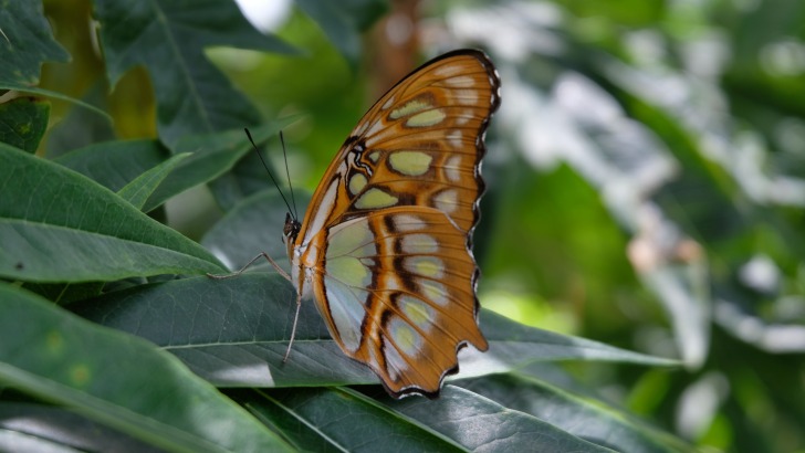 Nicaragua butterfly