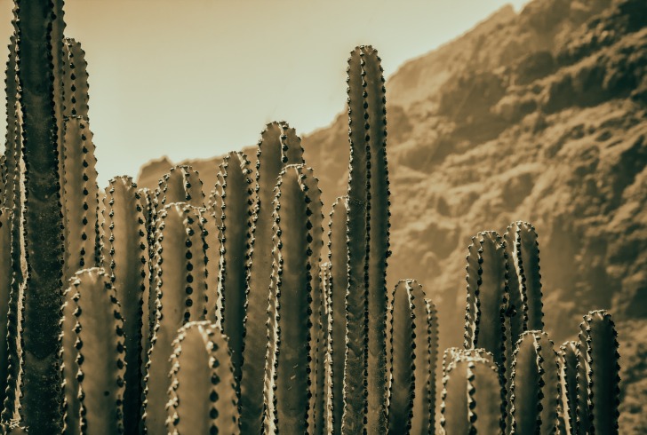 Cereus cactus