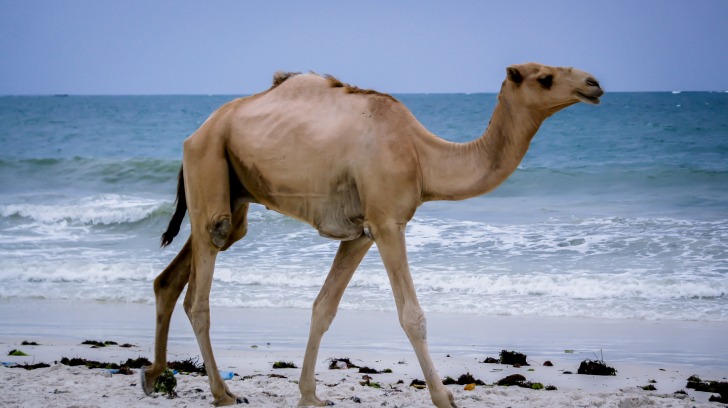 Camel at the beach