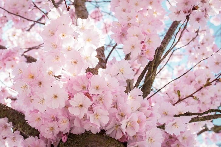 Cherry blossoms