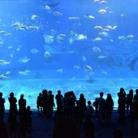 People at the aquarium