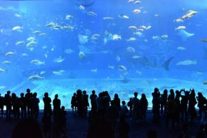 People at the aquarium