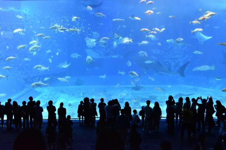 People at the aquarium