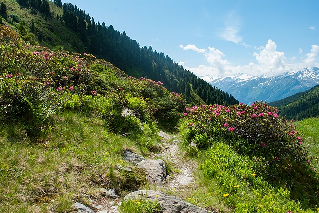 A flowery field at Horseshoe Trail