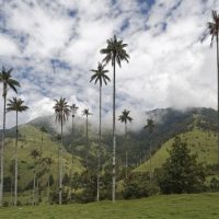 Colombia palms