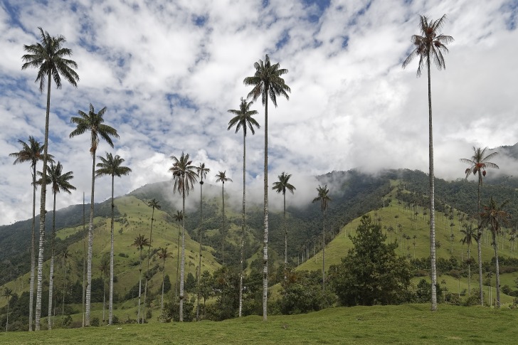 Colombia palms
