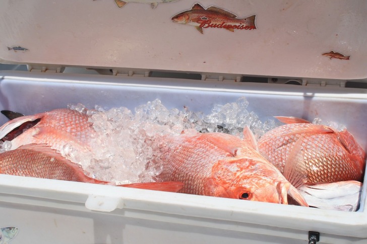 Fish in a freezer