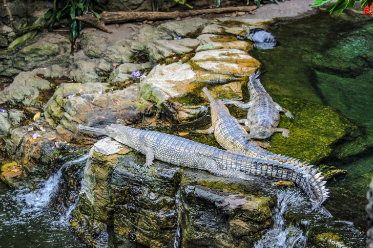 Alligators