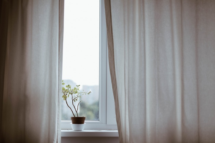 Plant behind curtains