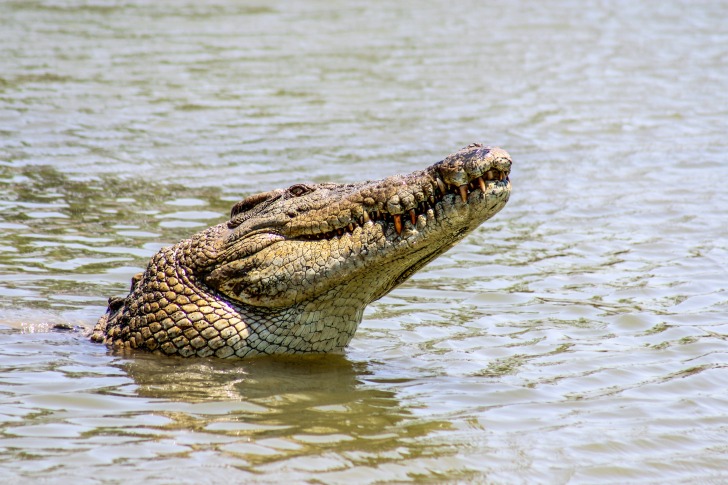 Alligator