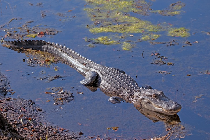 Alligator