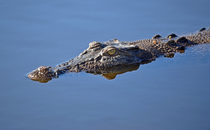 Alligator