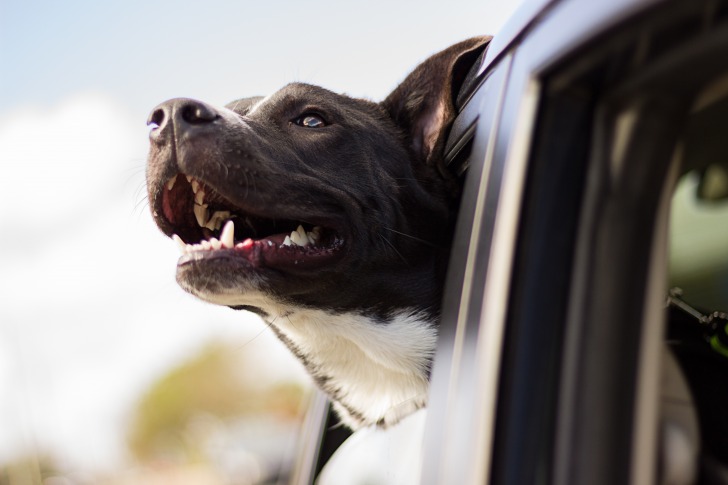 Dog looks out of the car window