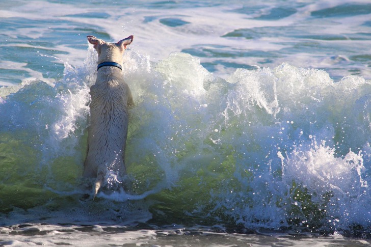 A dog and a wave