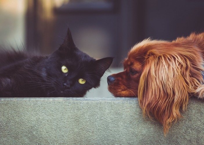 A brown dog and a black cat