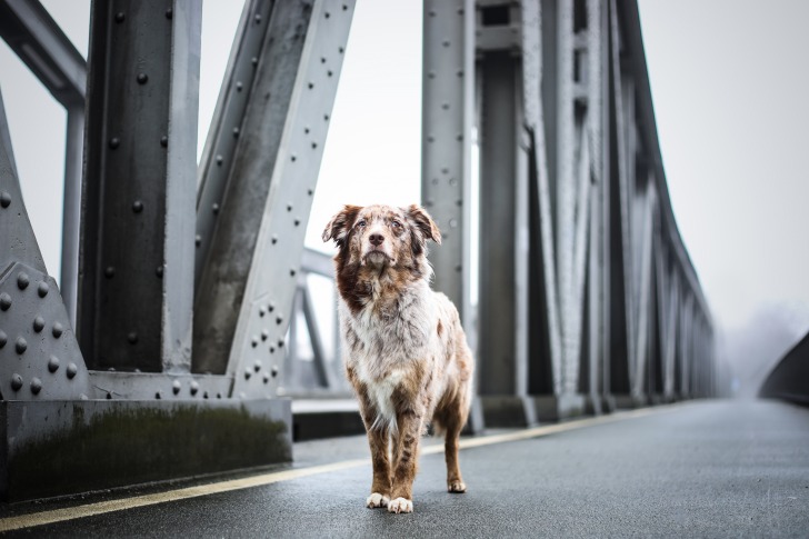 Dog on the bridge