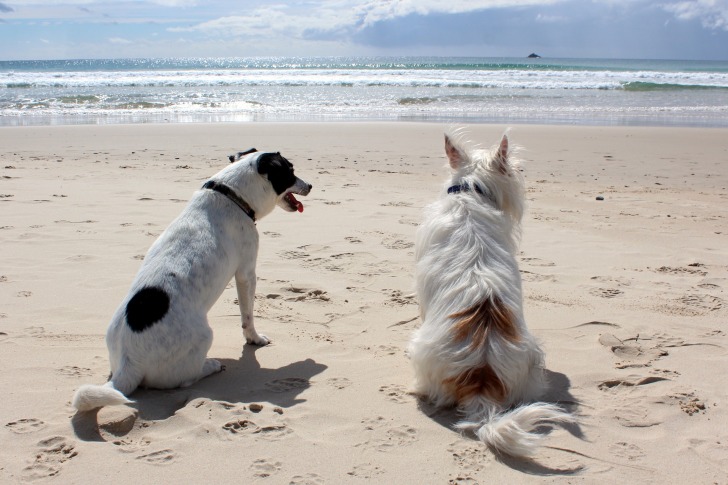 Dogs on the beach