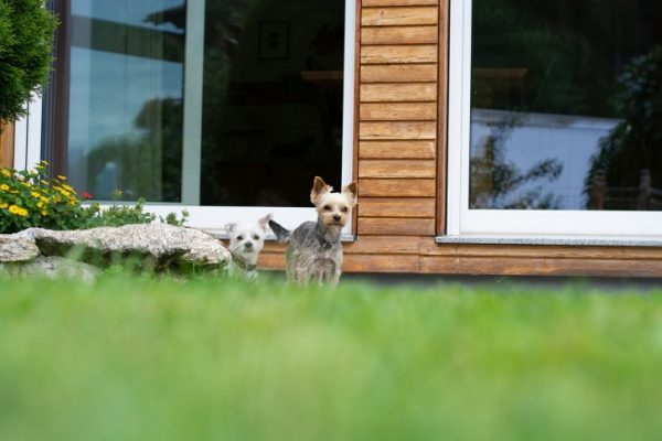 Dogs in the garden