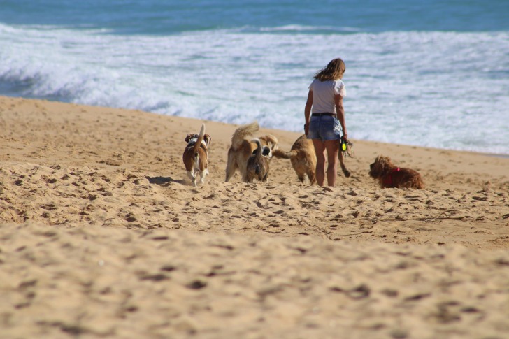 A girl with many dogs on the beach