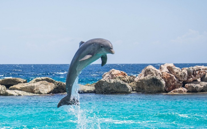 Dolphin jumping