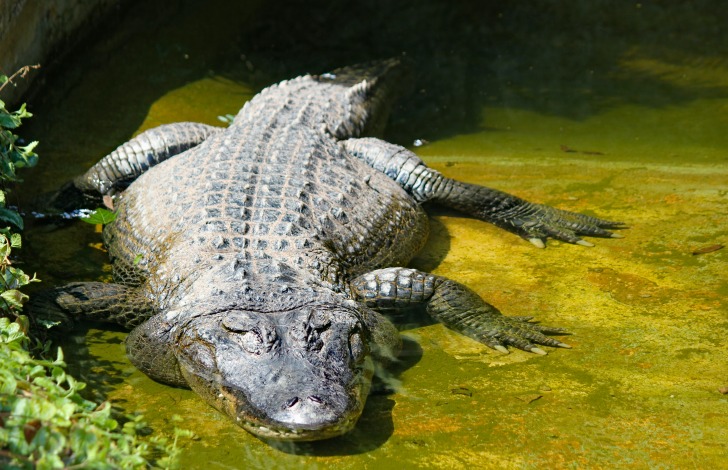 Alligator