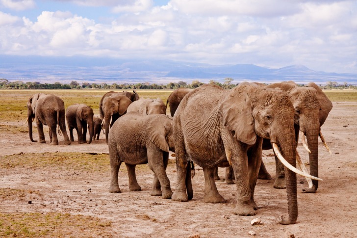 Herd of elephants