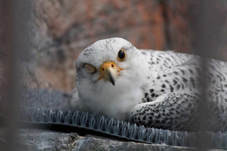 World Center for Birds of Prey  