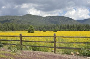 Flagstaff