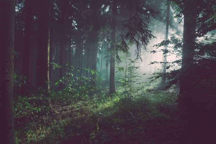 Foggy woodland