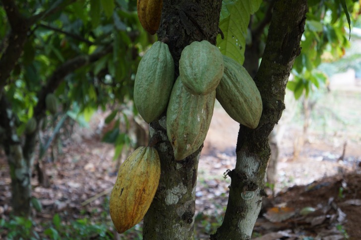 Green cocoa beans