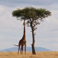 A giraffe by a tree