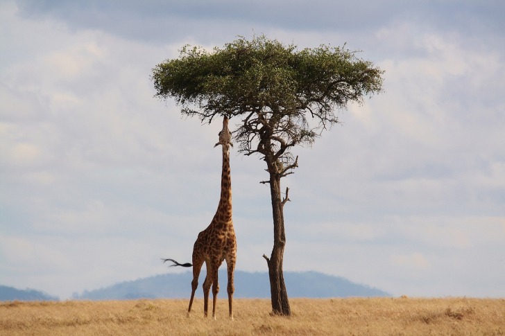 A giraffe by a tree