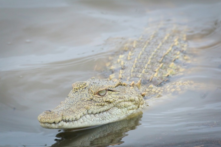 Alligator