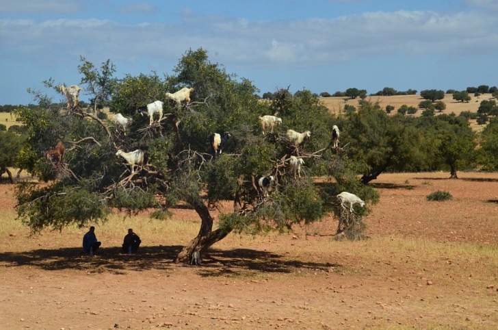 Goat tree
