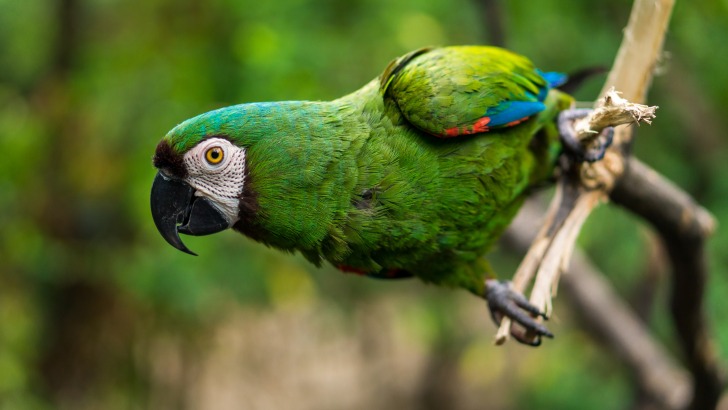 Guacamaya parrot