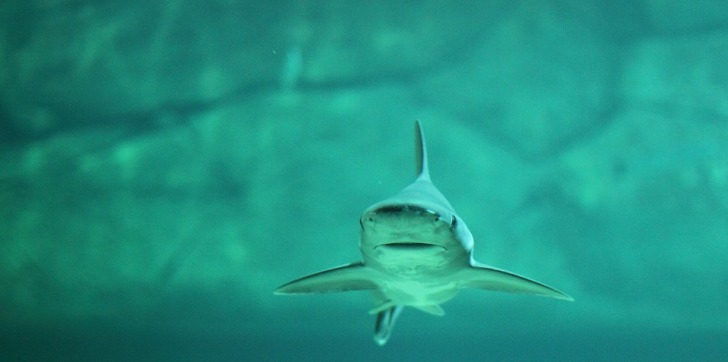 Shark swimming