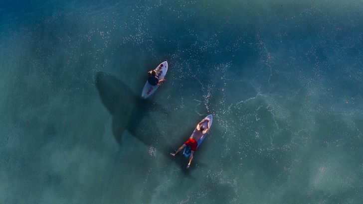 Surfers and a shark