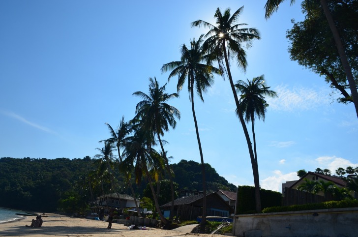 Haiti palm trees on the beach