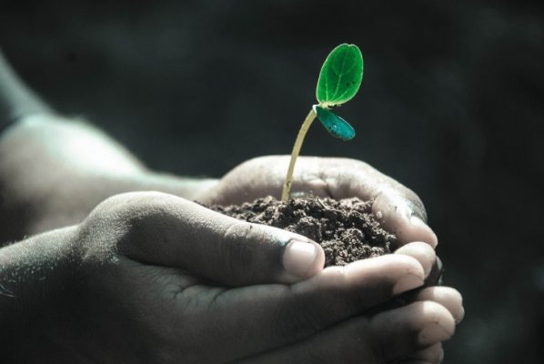 A plant in a hand