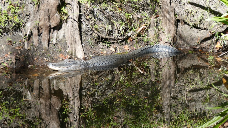 Alligator